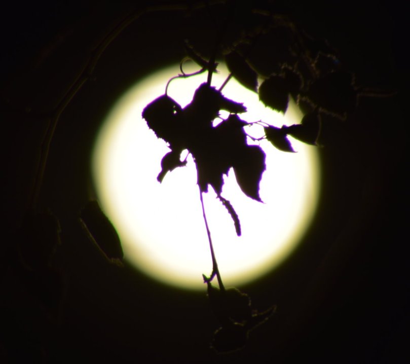 Vollmond zwischen Birkenästen
