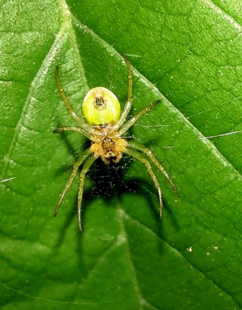 Grüne Spinne auf grünem Blatt