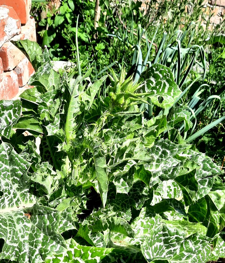 Mariendistel mit Blütenansatz