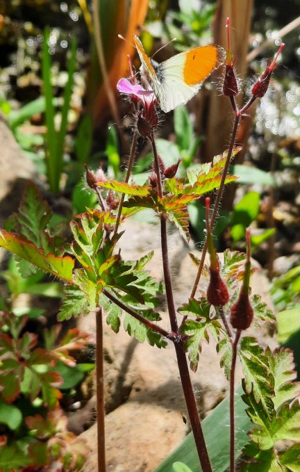 Aurorafalter auf Storchschnabel