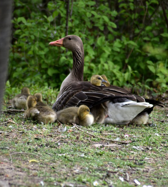 Graugans mit Nachwuchs