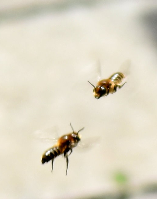 Revierkampf zweier Bienen