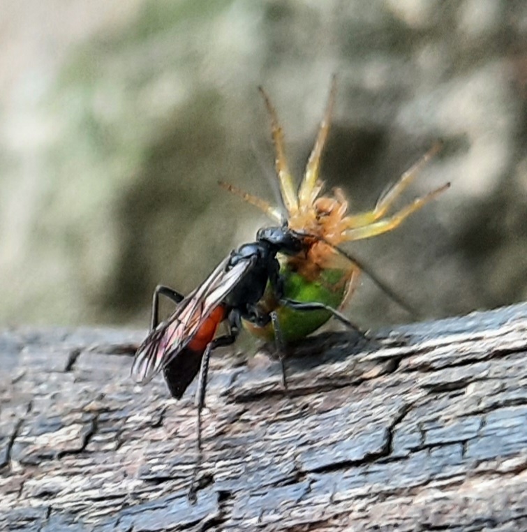 Wegwespe mit Kürbisspinne als Beute