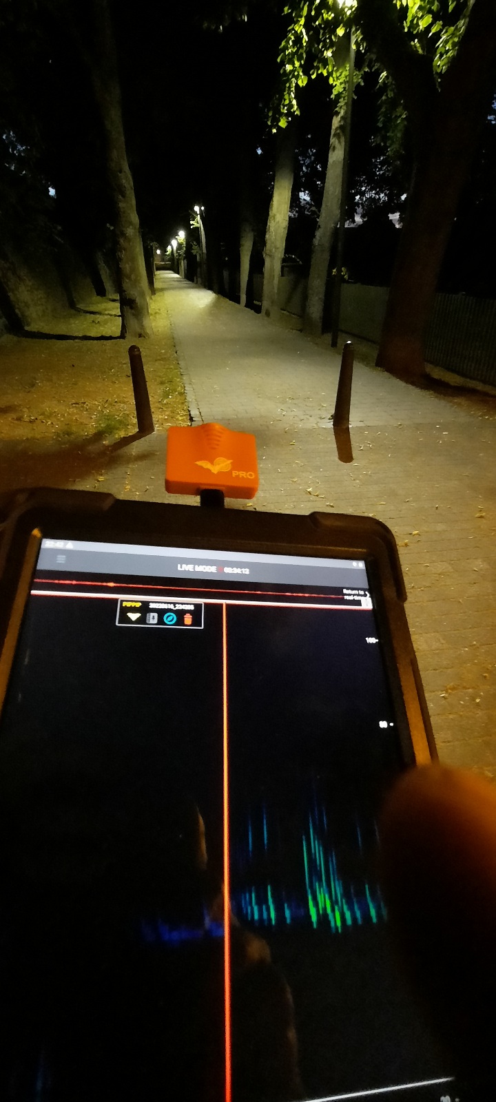 Fledermäuse an der Lindenallee neben dem Friedhof