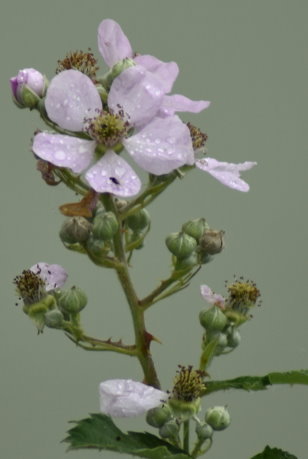 Brombeerblüten