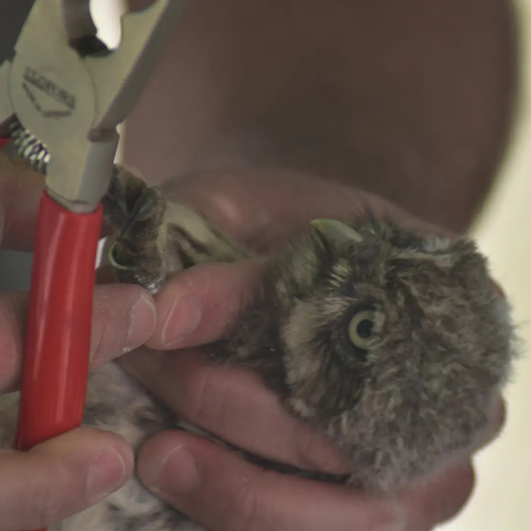 Steinkauz beim Beringen