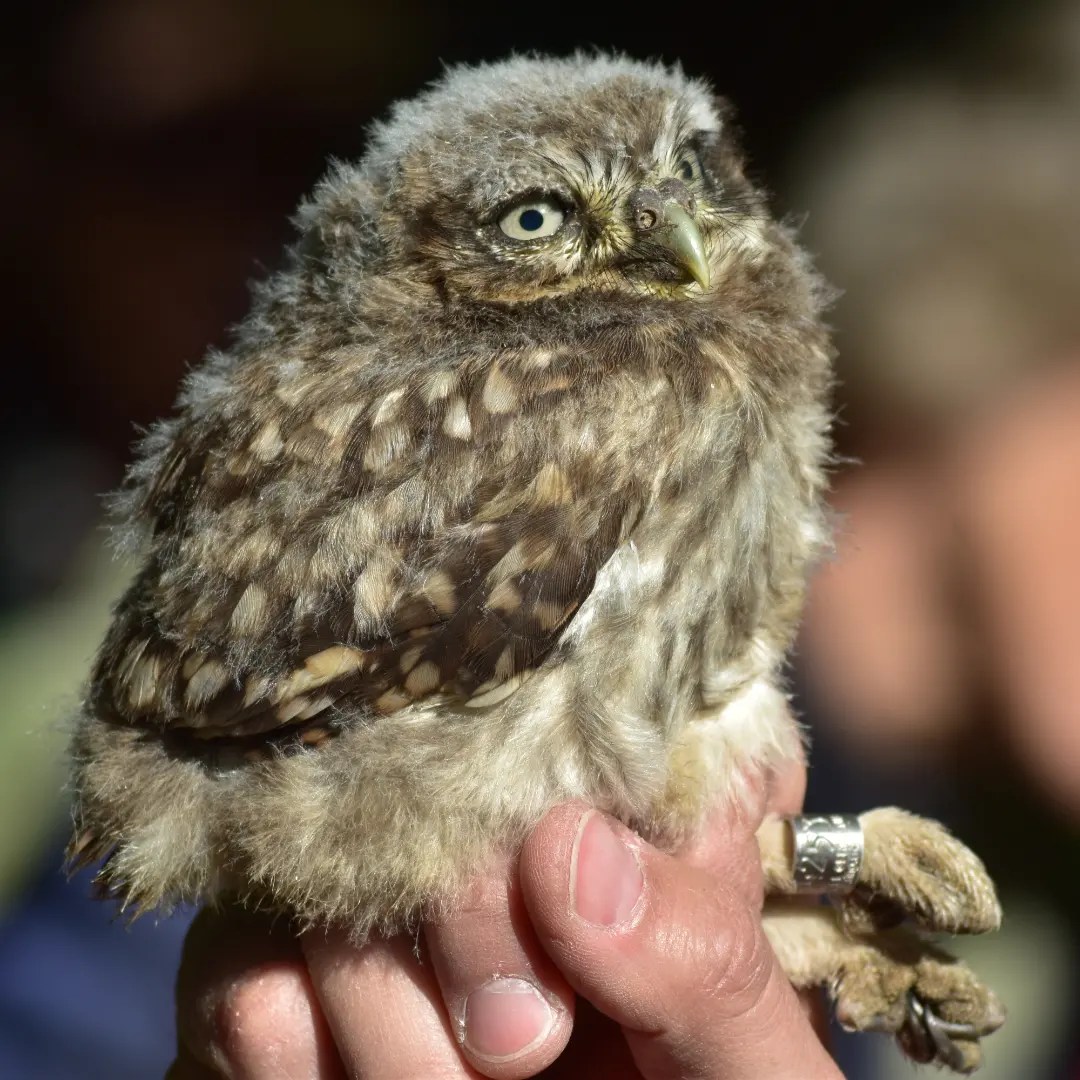 Steinkauz nach dem Beringen