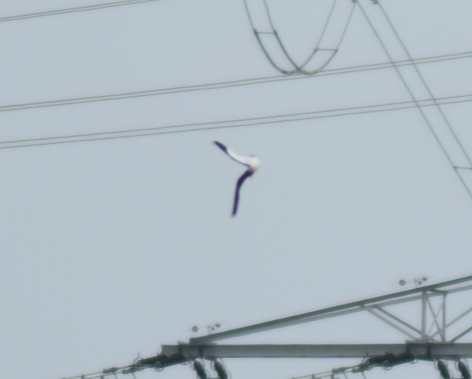 Kiebitz Flugmanöver