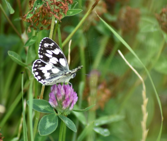 Schachbrett-Falter auf Rot-Kleeblüte