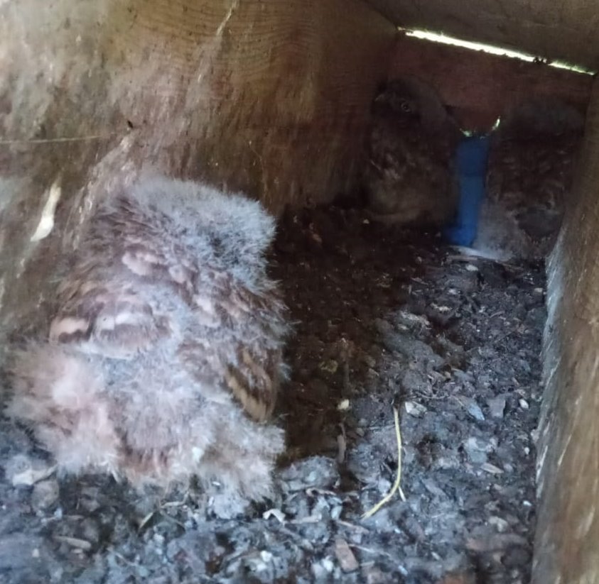 steinkaeuze-in-der-roehre