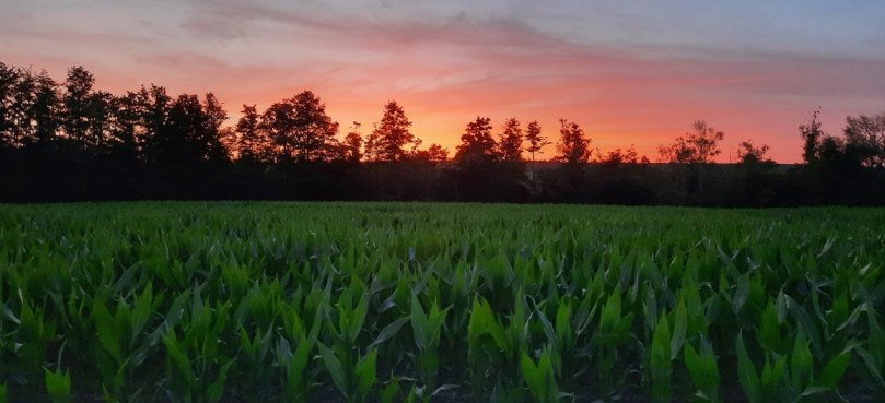 Vorm Wäldchen in der Abenddämmerung