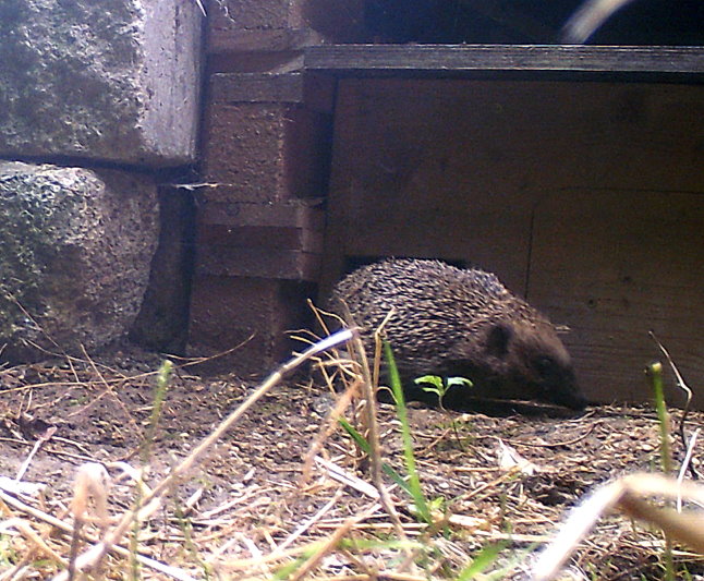 igel1