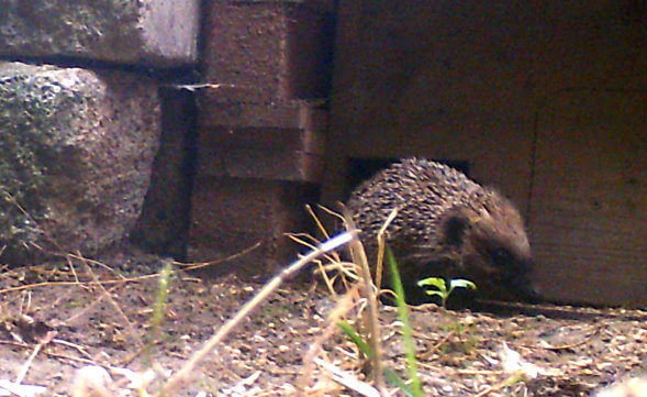 igel2
