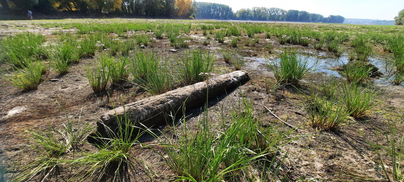 Baumstamm als Treibgut