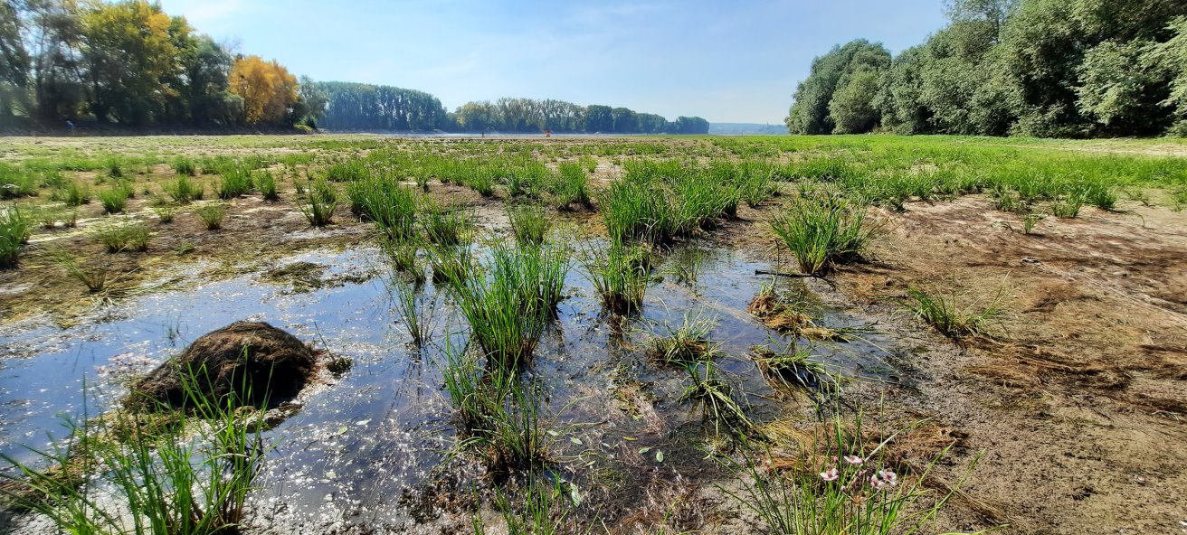 Wasserlache im ehemaligen Rhein-Flussbett