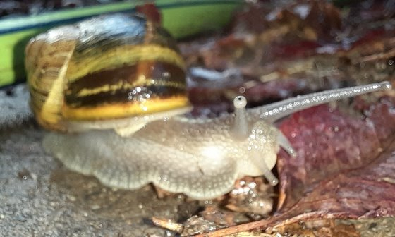 Schnecke