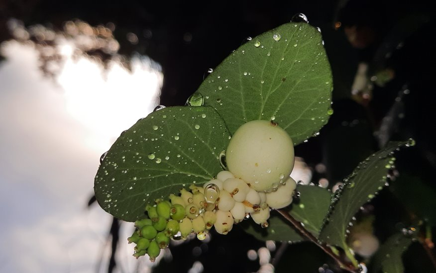 Wasser auf Schneebeeren