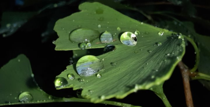 Wasser auf Ginko-Blatt