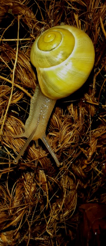 Garten-Bänderschnecke