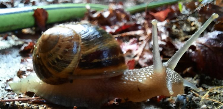 Schnecke
