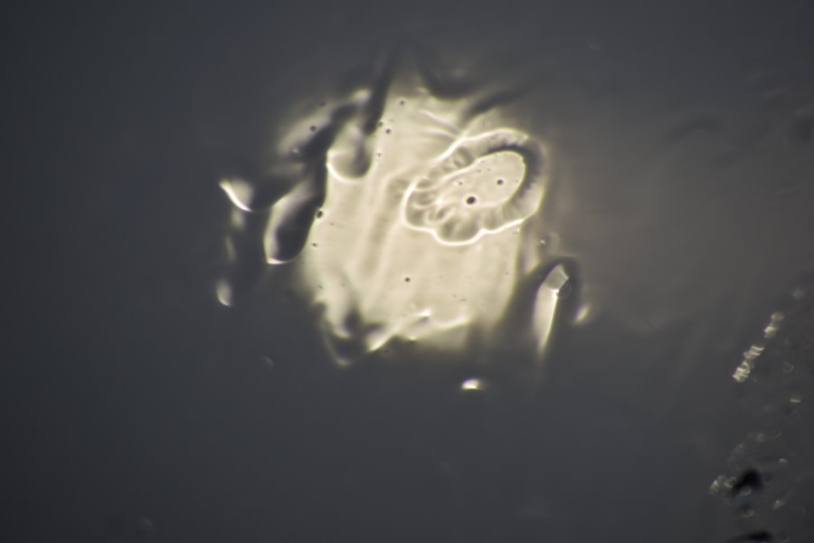Regentropfen