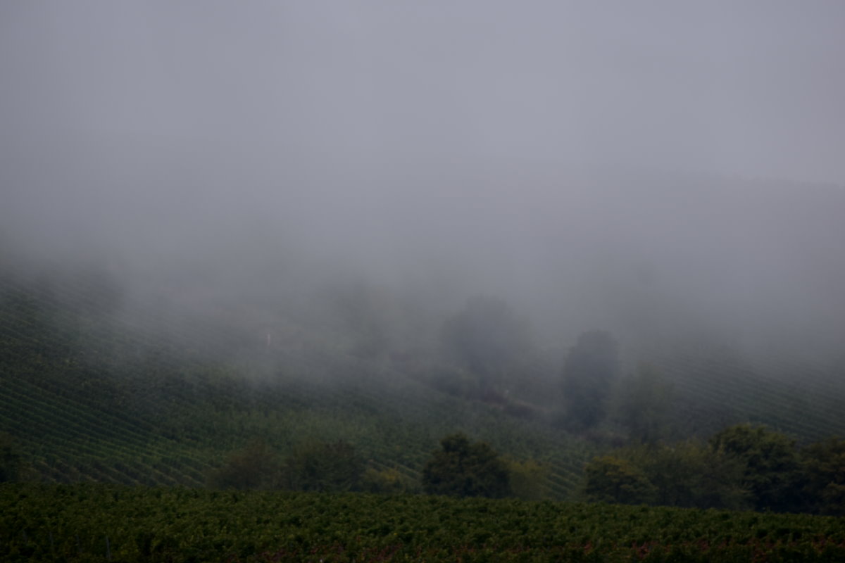 Weinberge im Nebel