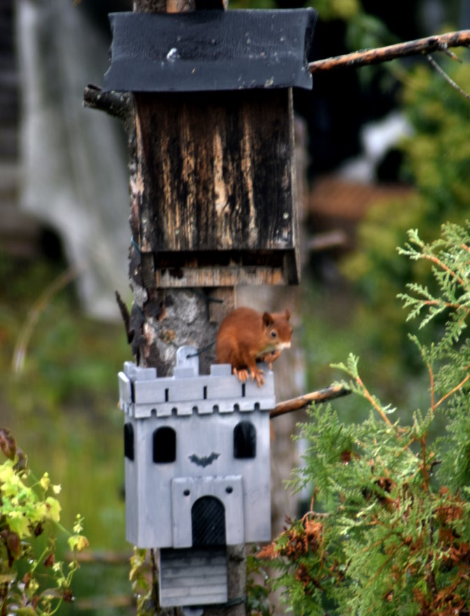 Eichhörnchen auf Fledermauskasten
