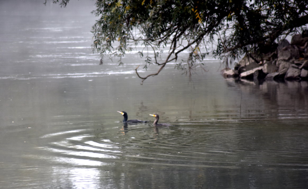 Kormorane im Rhein