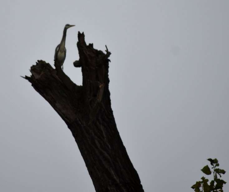 Graureiher auf Totholz-Stamm