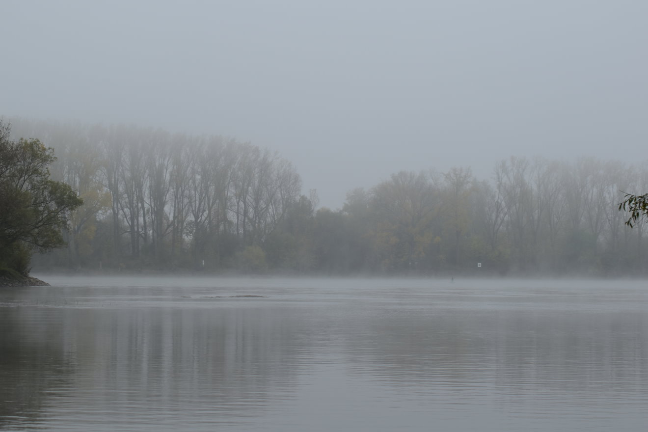 Rhein im Nebel