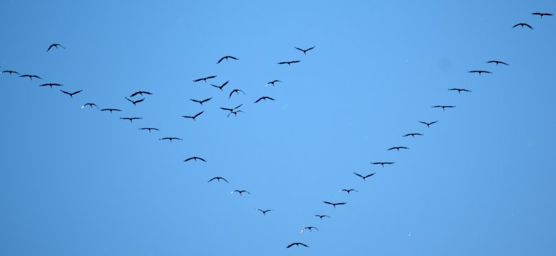 Kraniche V-Formation