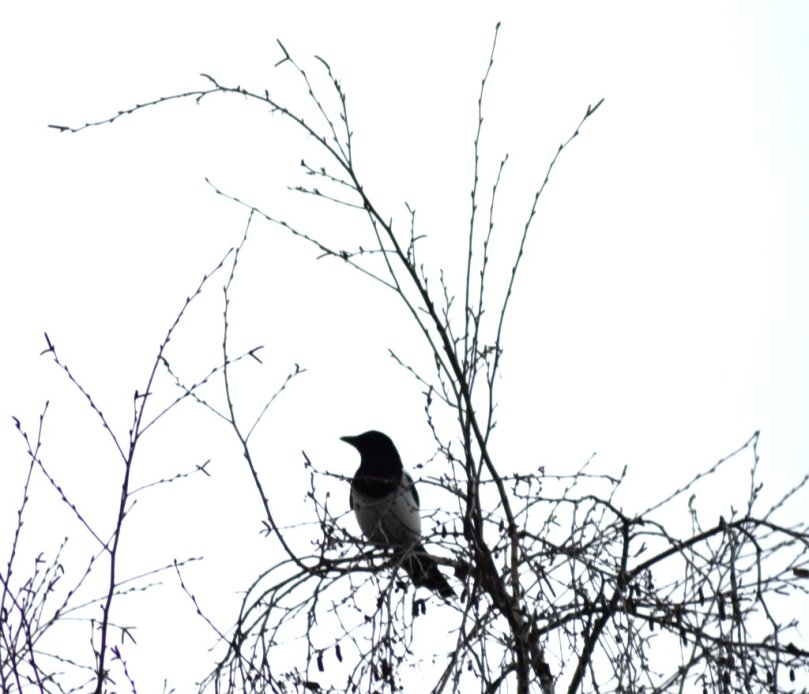 Eine Elster in der Birke