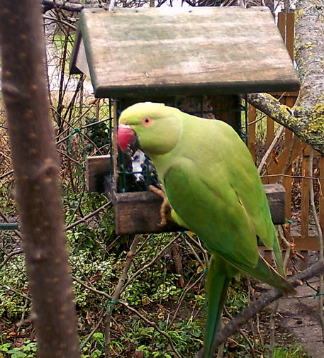 Halsbandsittich an Fetttafel