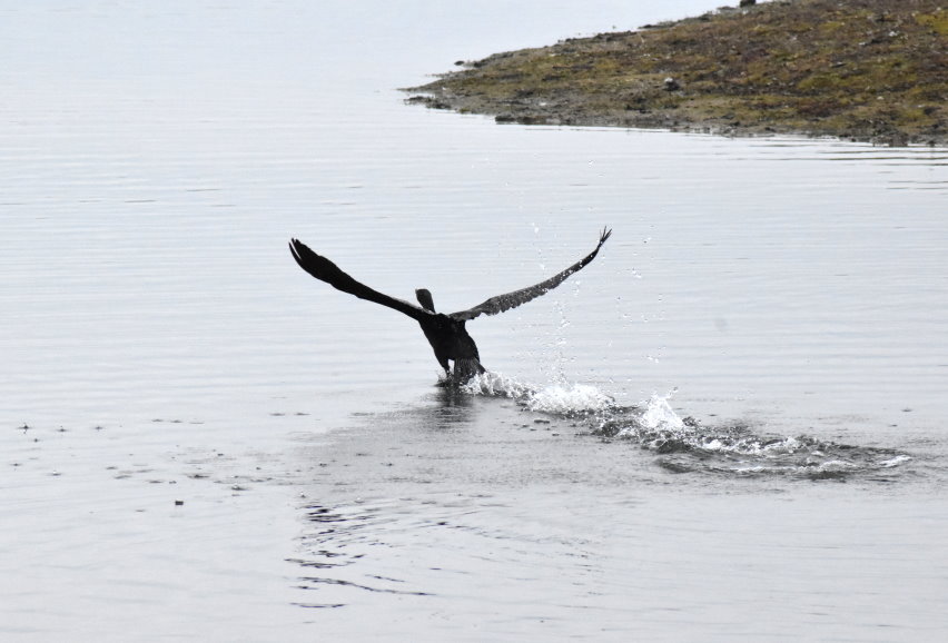 Komoran startet im Wasser