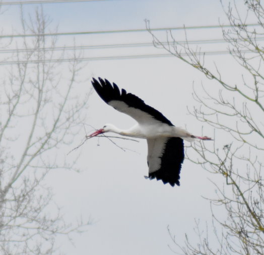 Storch mit Nistmaterial