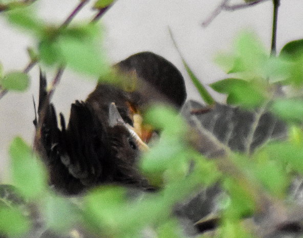 Amsel beim Füttern eines Jungtiers