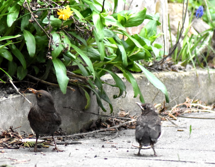 Schwarzamsel mit Jungtier