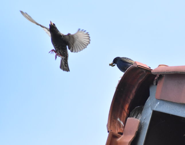 Staren-Paar brütet unterm Hausdach