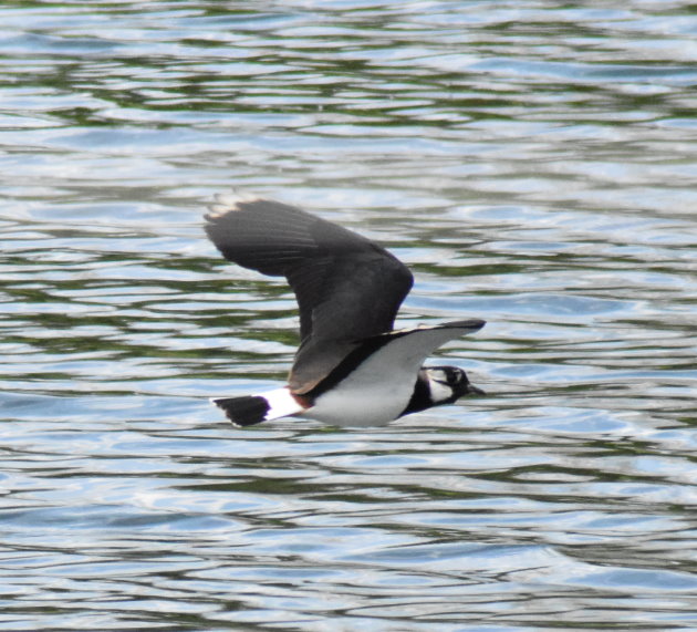 Kiebitz fliegt übers Wasser