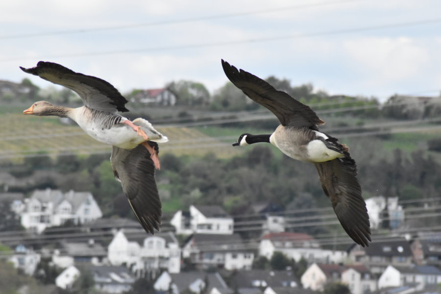 Gänse im Anflug