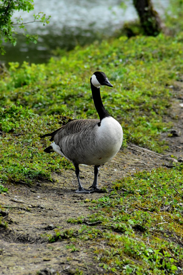 Kanadagans-Männchen