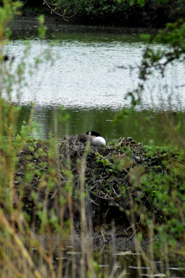 Kanadagans bei der Brut