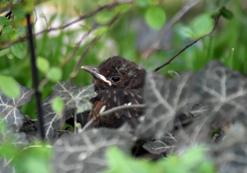 Junge Schwarzamsel im Schutz des Efeus