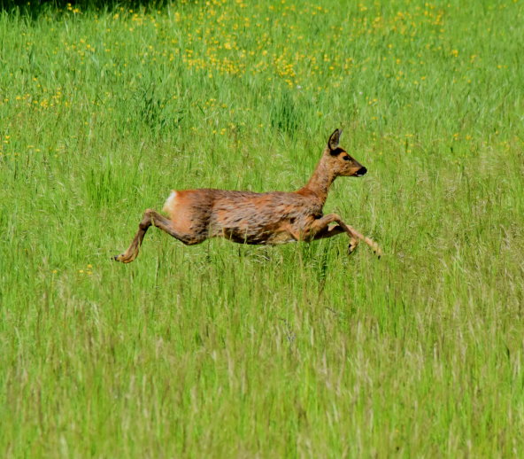 Reh auf dem Sprung