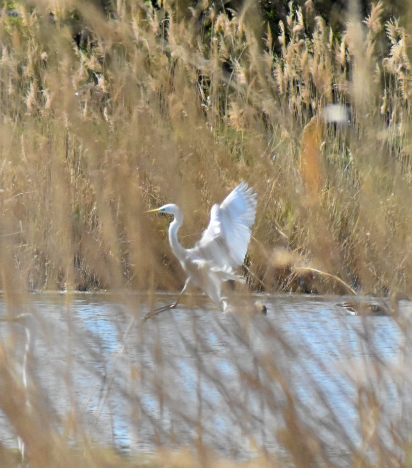 Silberreiher läuft übers Wasser