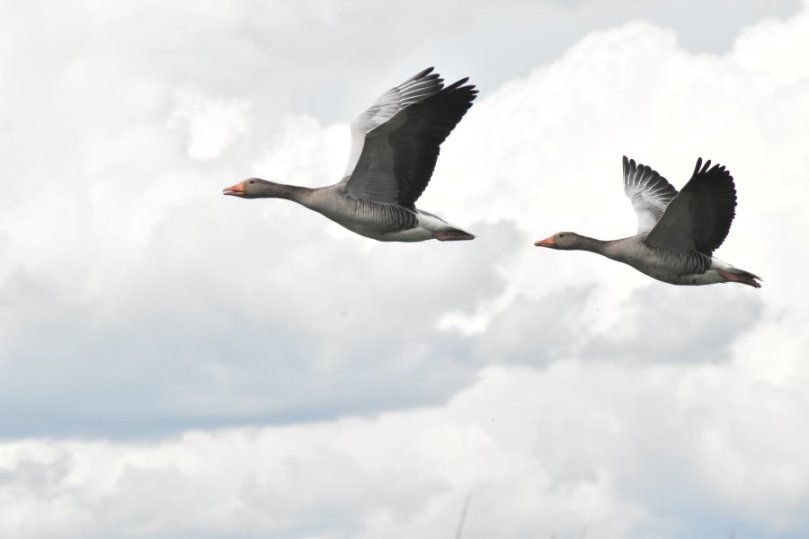 Graugänse im Anflug