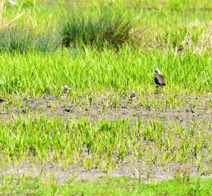 Kiebitz mit zwei Jungtieren