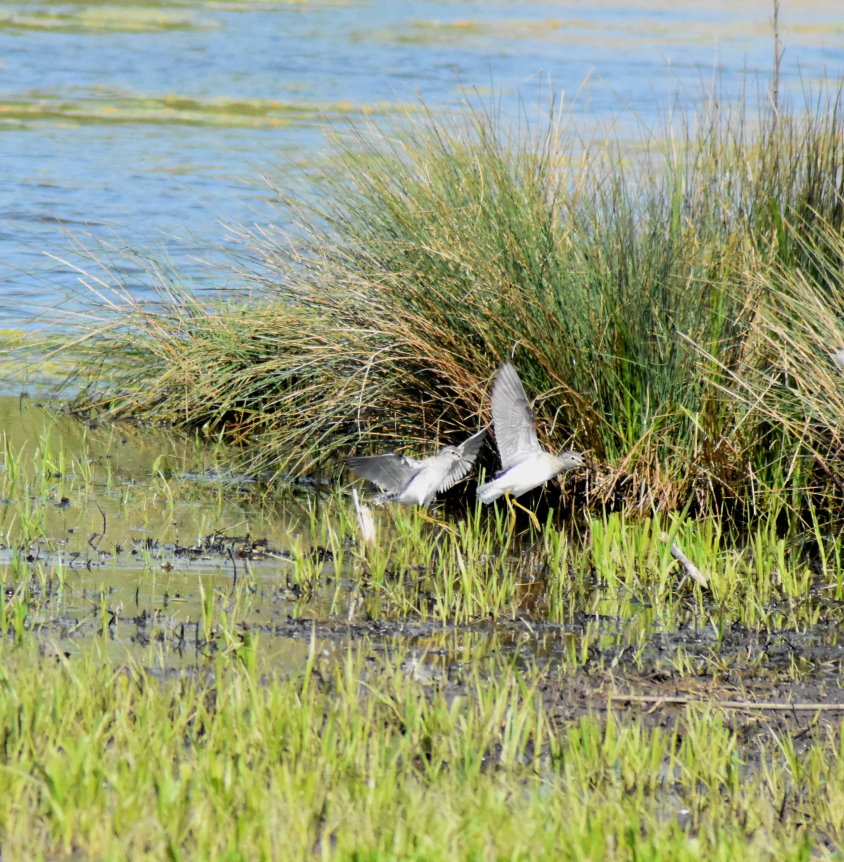 Zwei mir noch unbekannte Vögel
