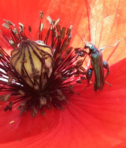 Grüner Scheinbockkäfer in Mohnblüte