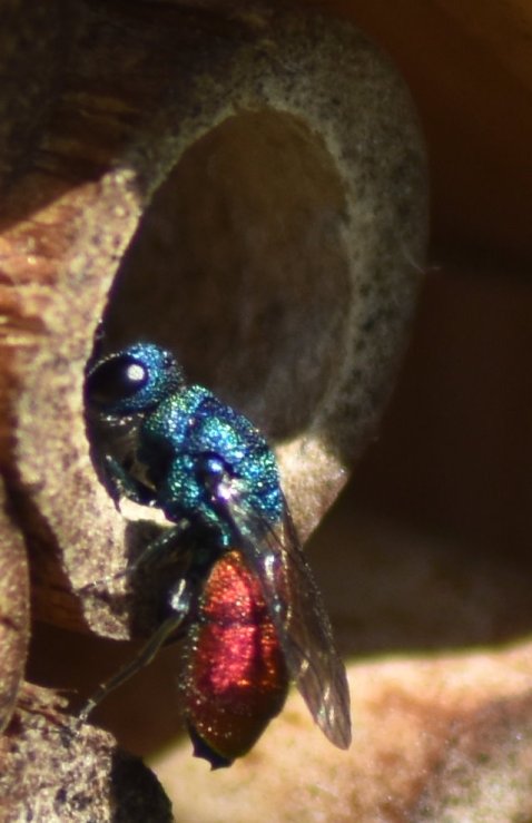 Eine Goldwespe schaut in die Niströhre